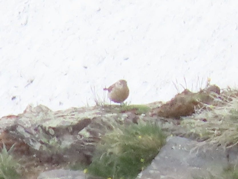 American Pipit - ML637666751