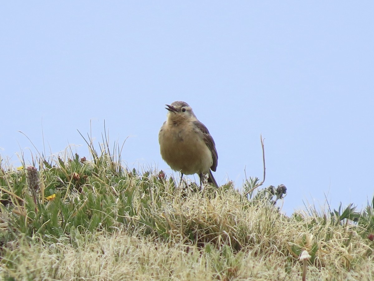 American Pipit - ML637666784