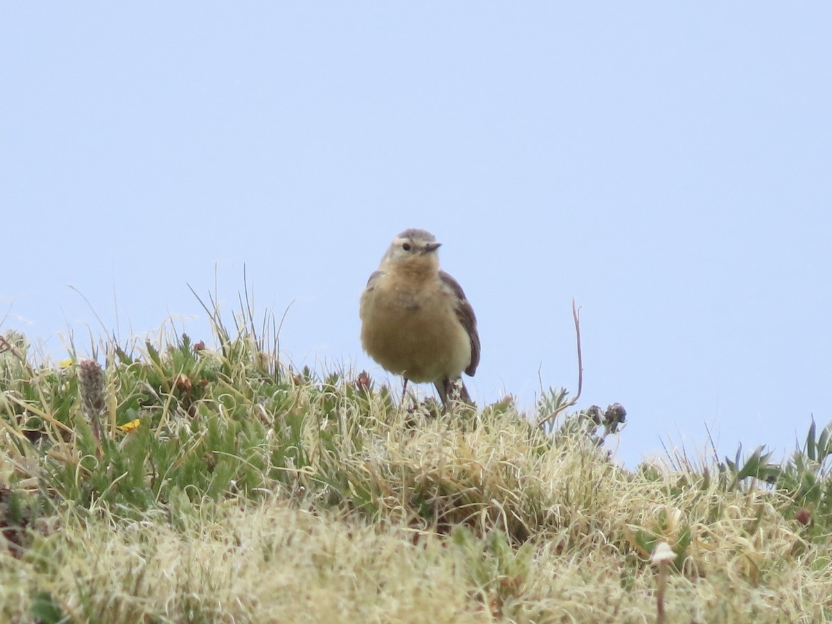American Pipit - ML637666785