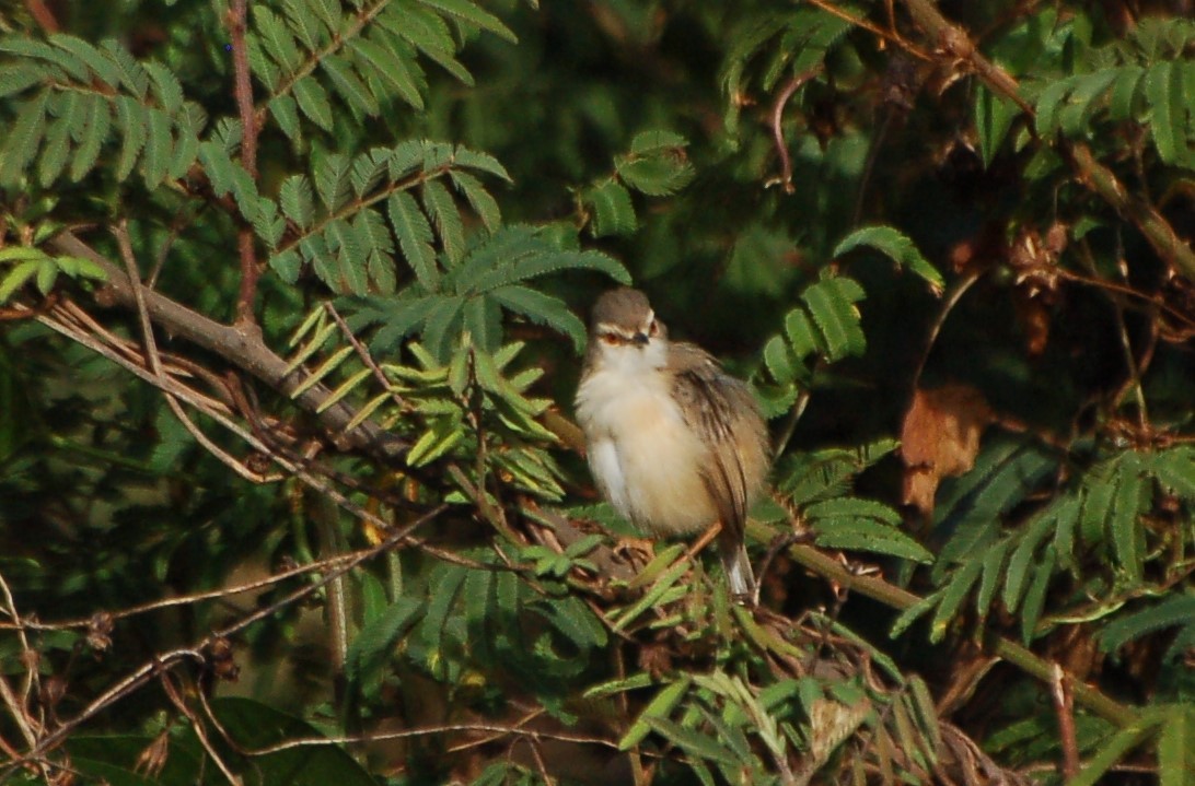 okerflankeprinia - ML637666817