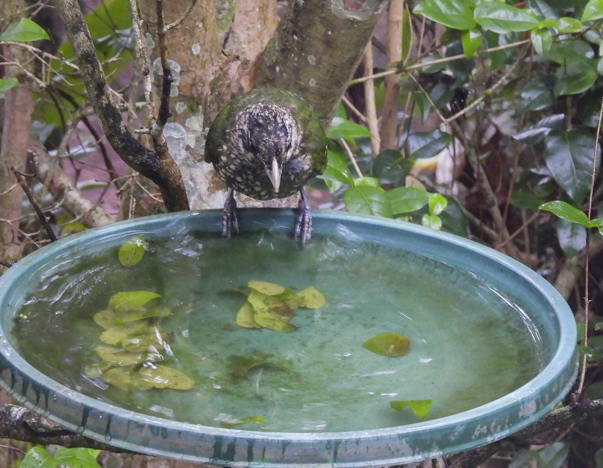 Spotted Catbird - ML637666867