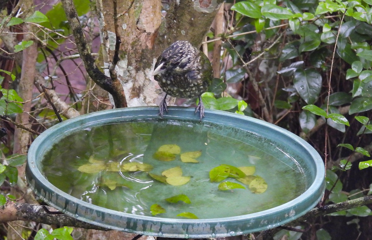 Spotted Catbird - ML637666868