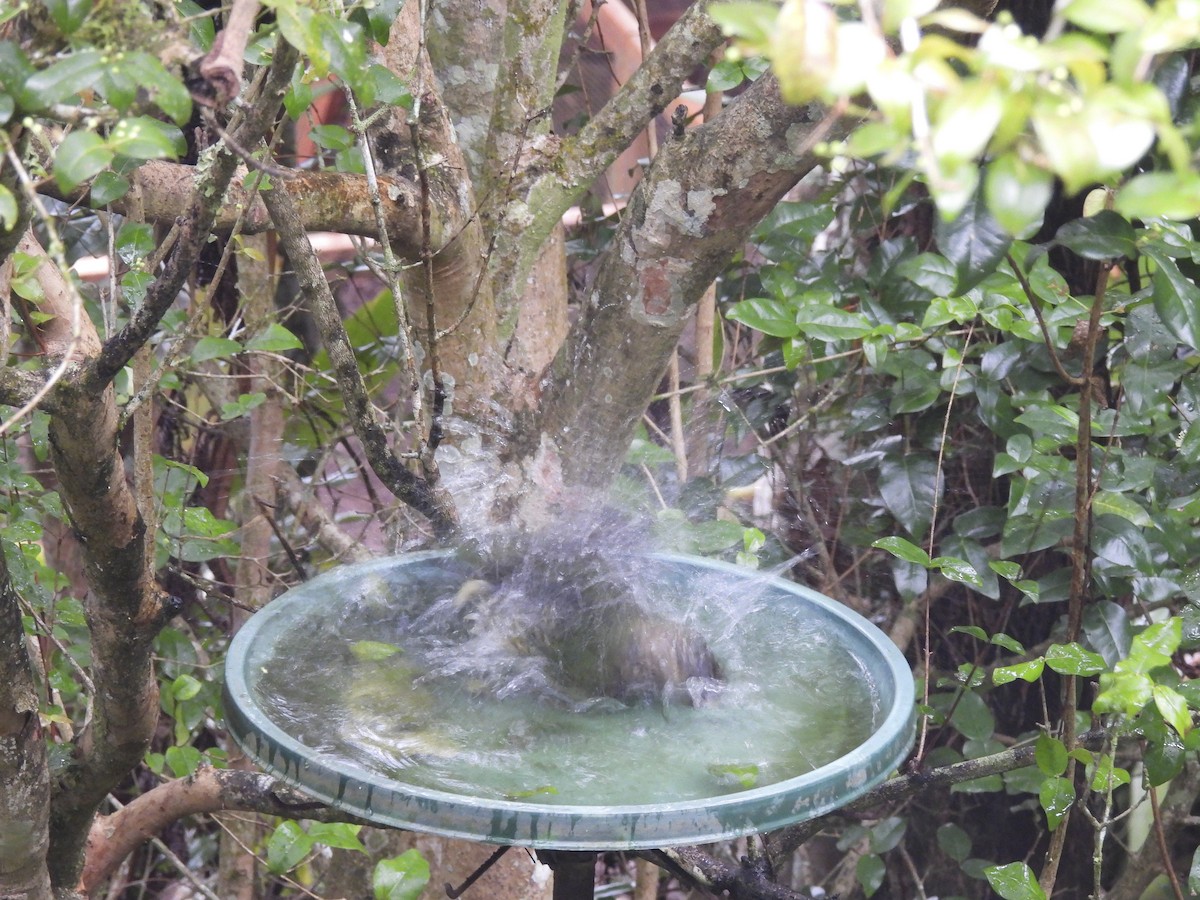 Spotted Catbird - ML637666869