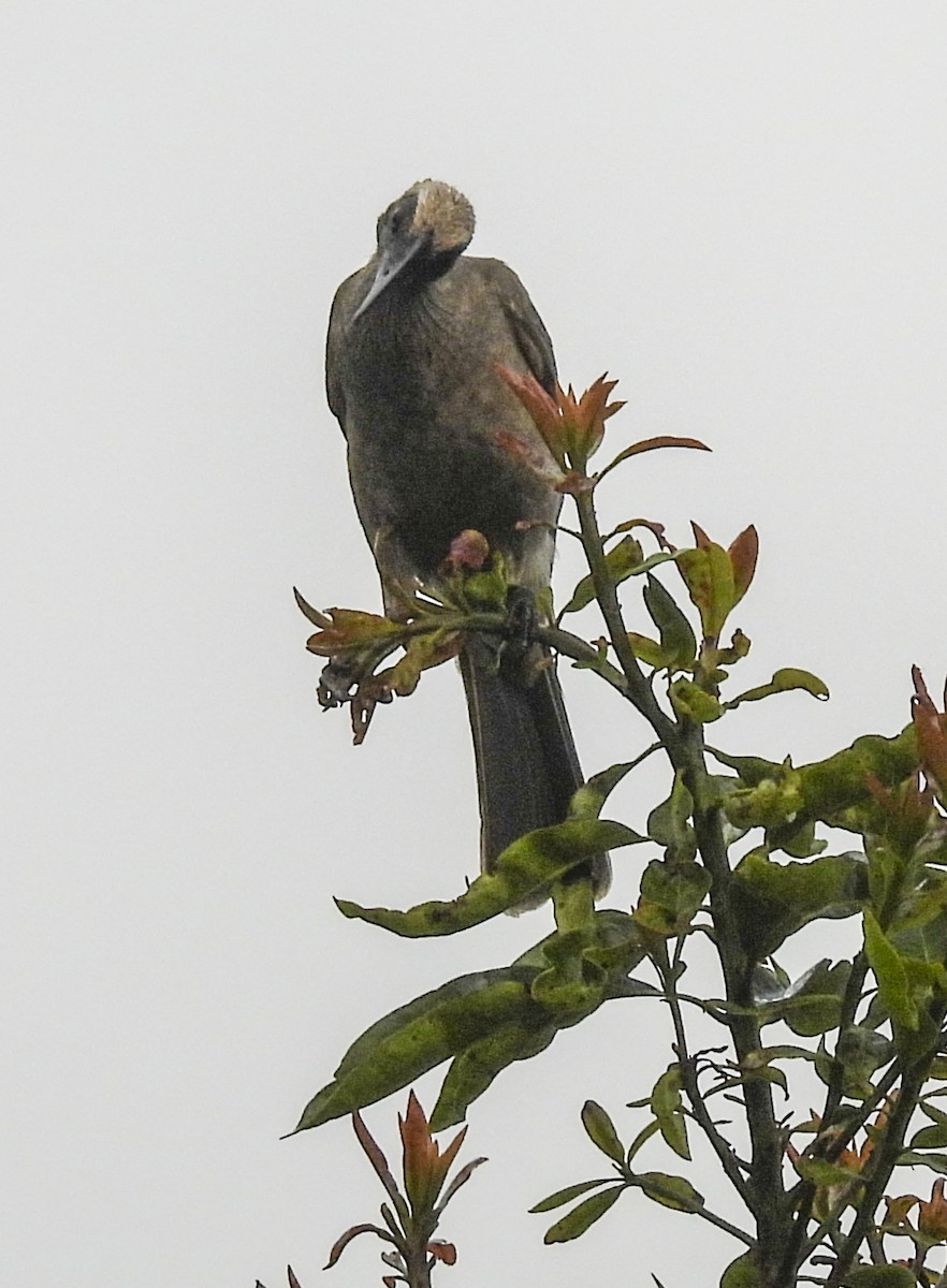 Helmeted Friarbird - ML637666897
