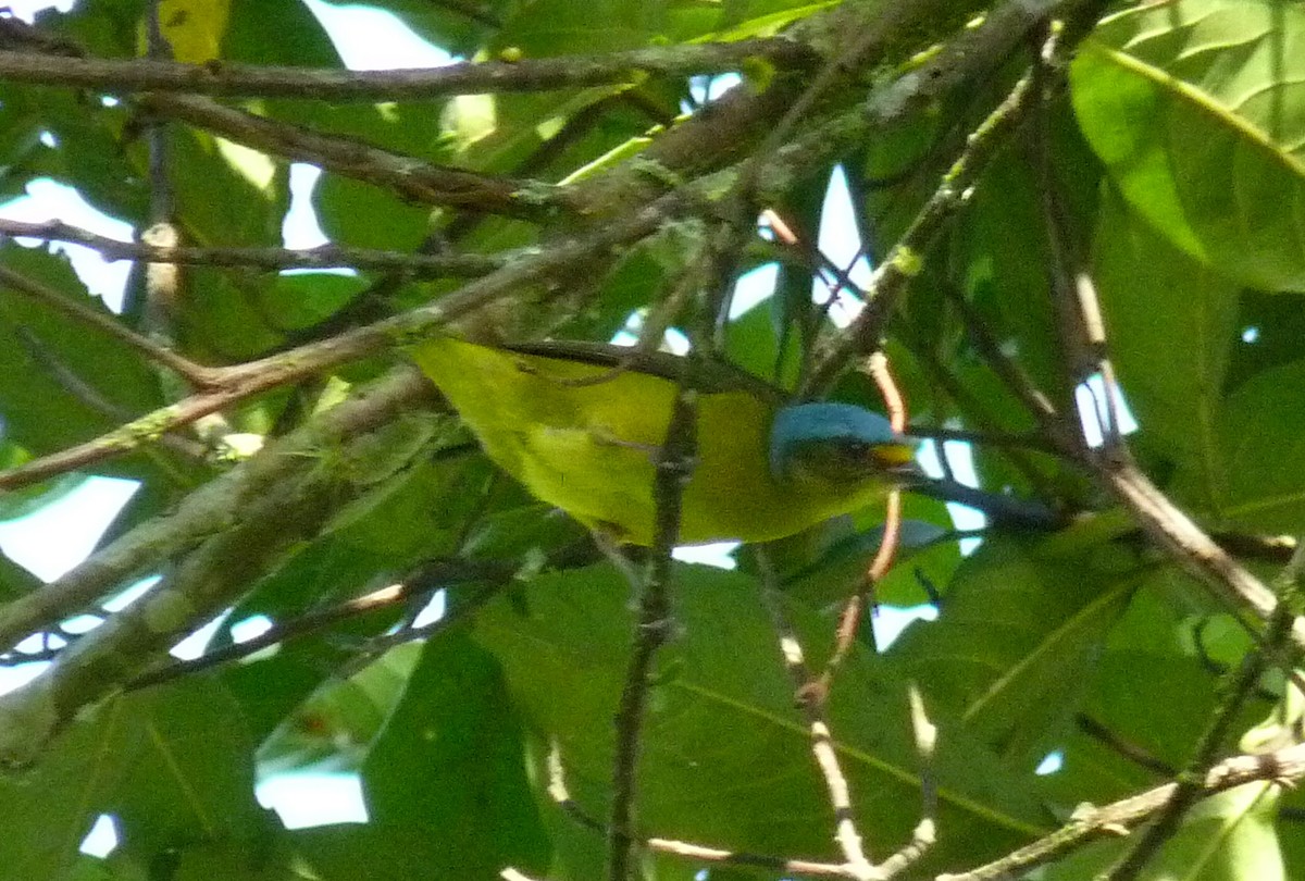 libohlásek černočelý - ML637666901