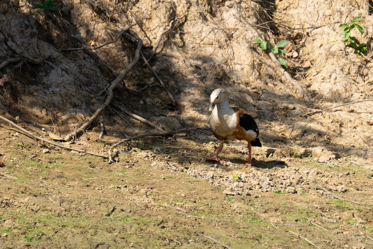 Orinoco Goose - ML637666907