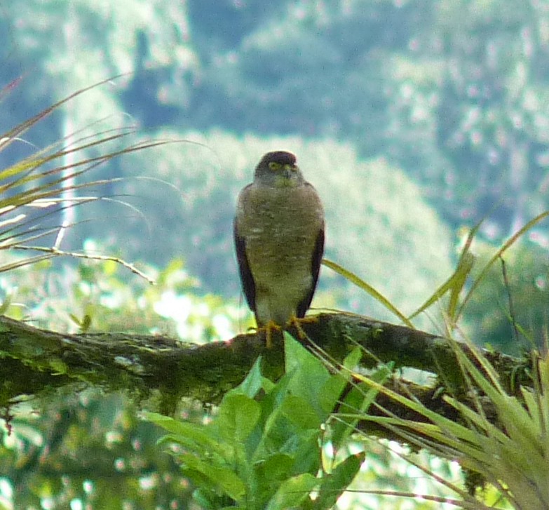 kobčík rezavoprsý - ML637666918