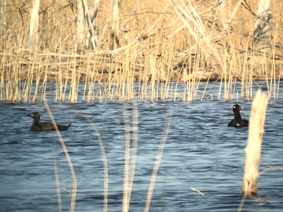 White-winged Scoter - ML637666931