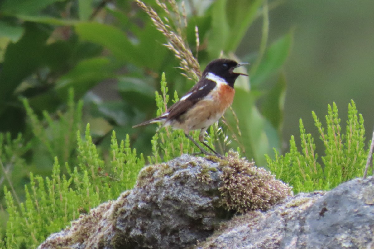 European Stonechat - ML637667028