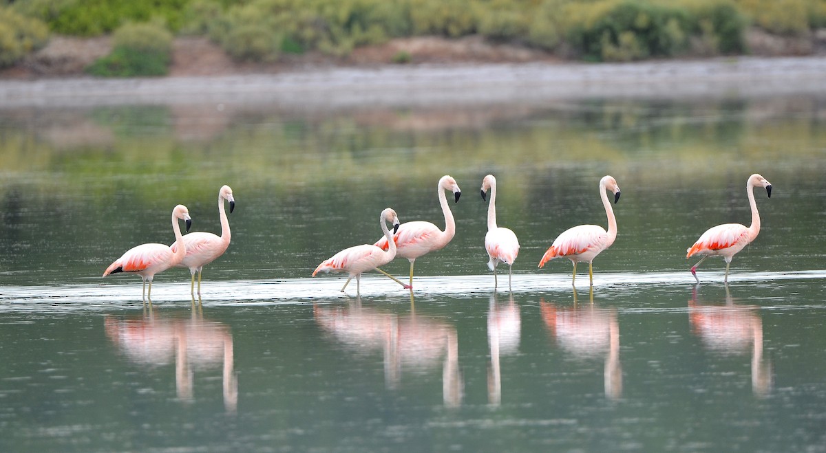 chileflamingo - ML637667035