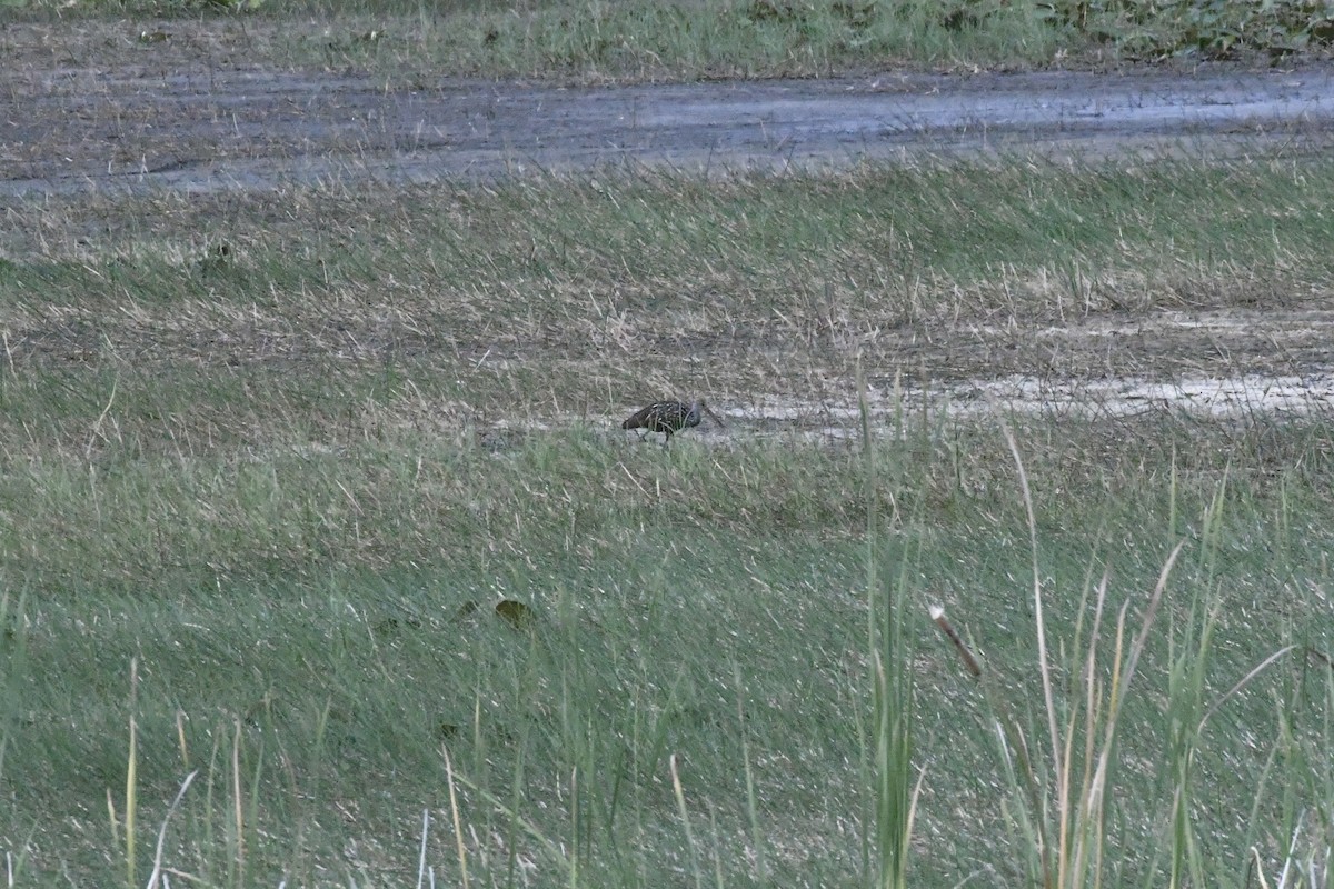 Limpkin - ML637667041