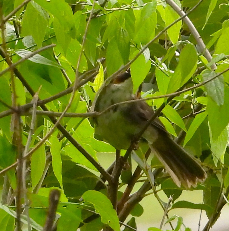 Rusty-crowned Ground-Sparrow - ML637667064