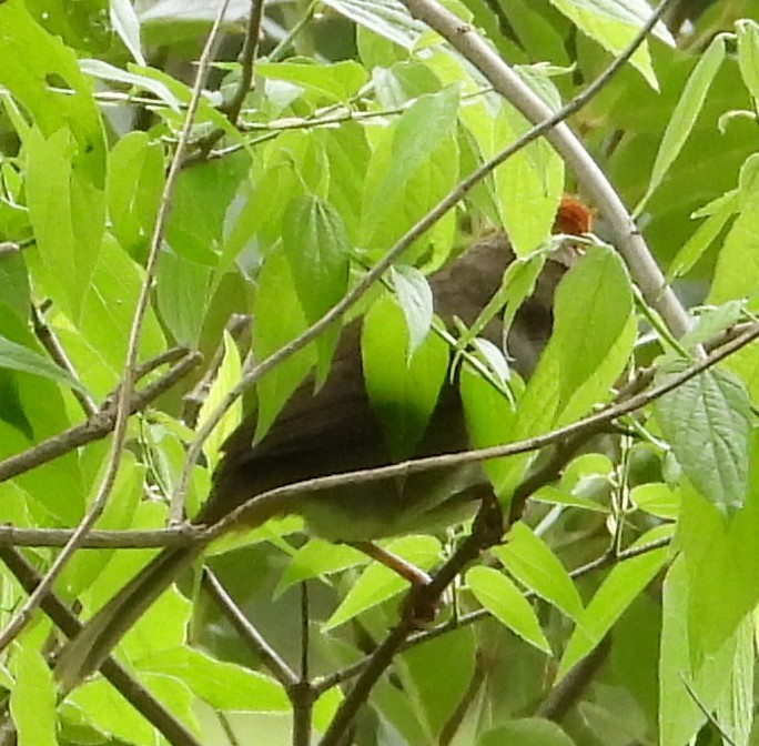 Rusty-crowned Ground-Sparrow - ML637667065