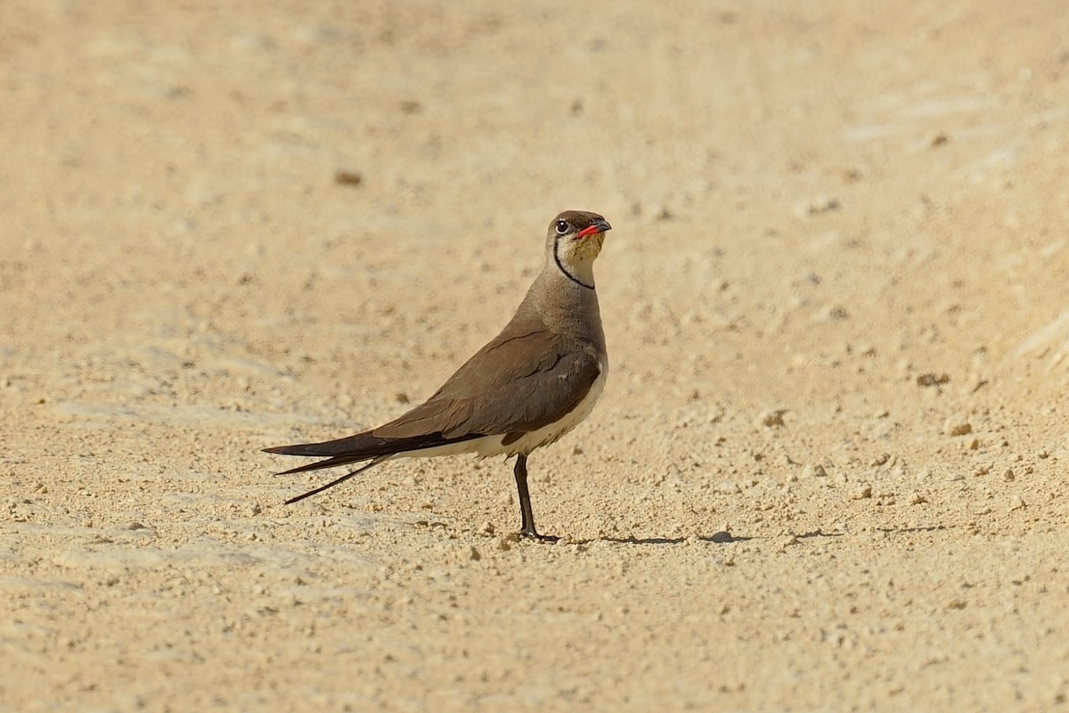 Collared Pratincole - ML637667107