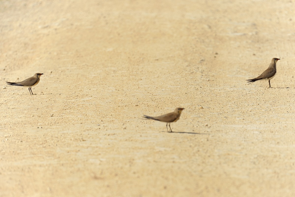 Collared Pratincole - ML637667108