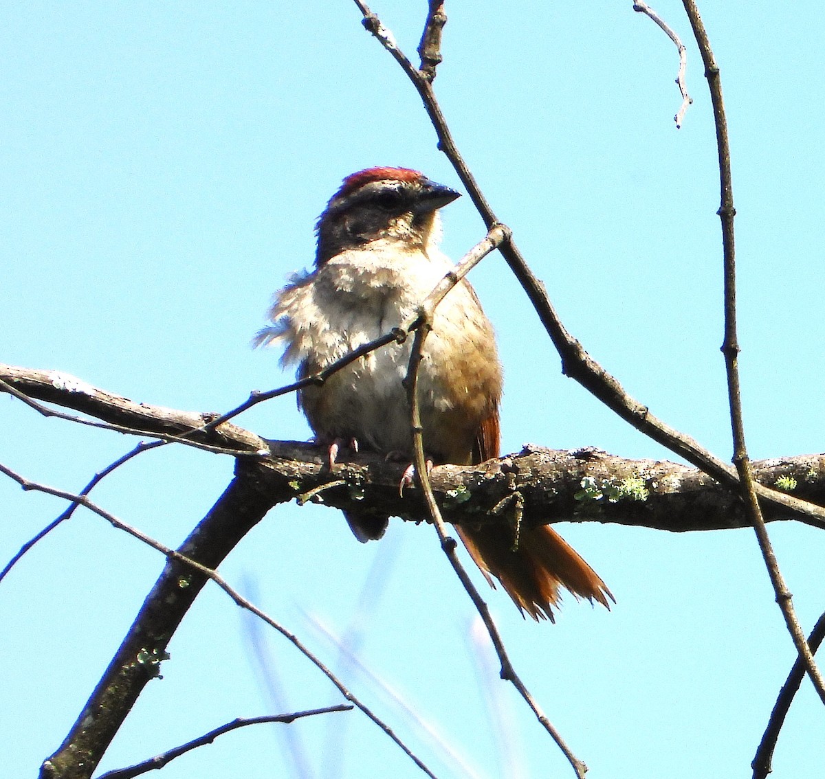 Rusty Sparrow - ML637667141