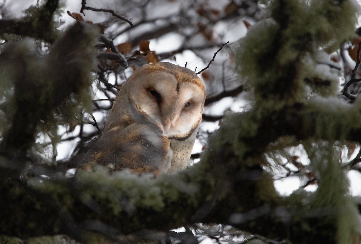 American Barn Owl - ML637667146