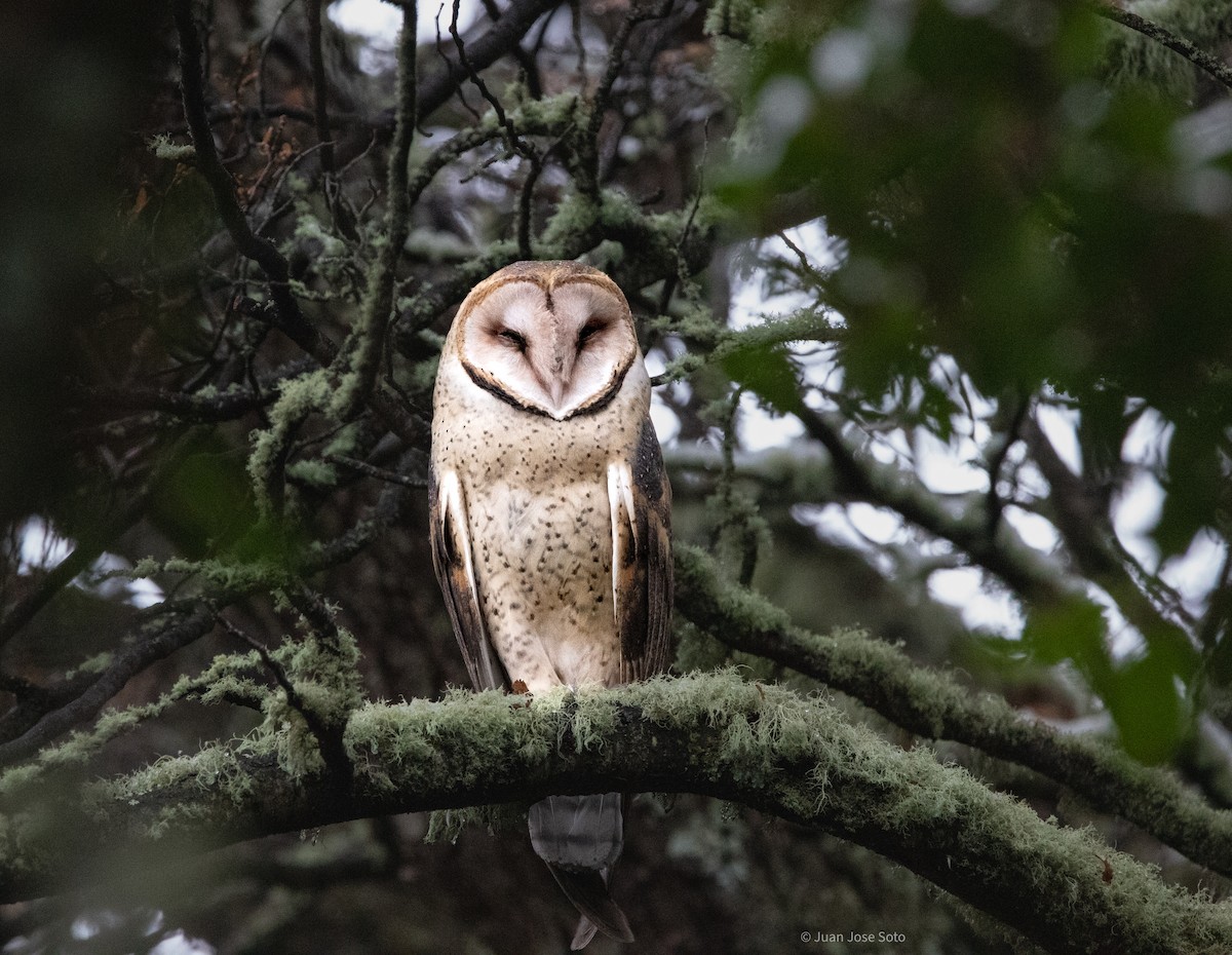 American Barn Owl - ML637667147