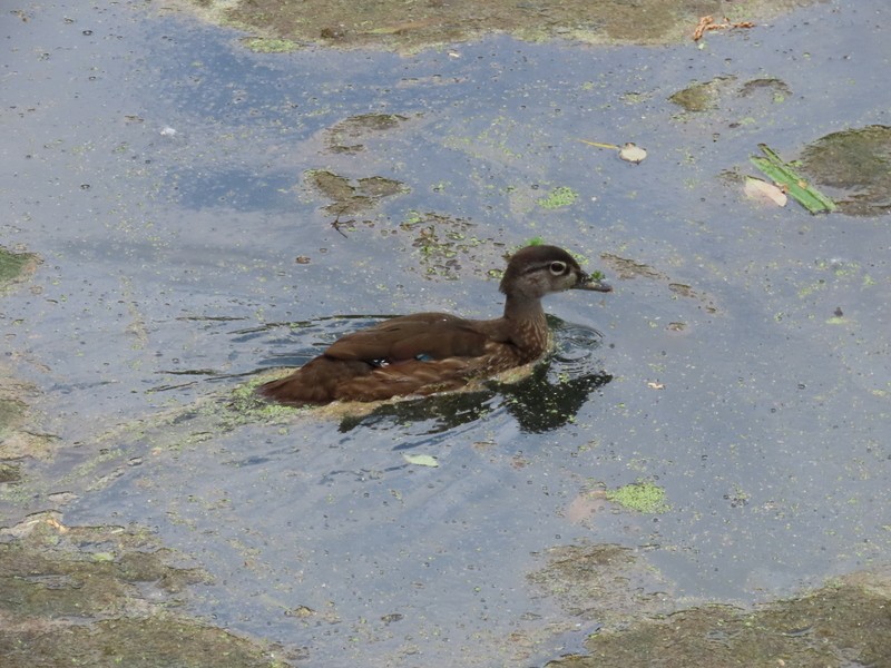 Wood Duck - ML637667161