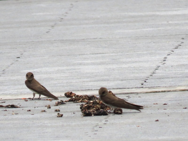 Chimney Swift - ML637667170