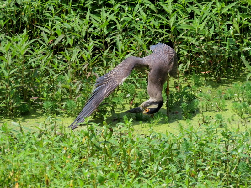 Yellow-crowned Night Heron - ML637667186