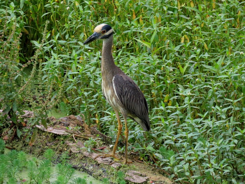 Yellow-crowned Night Heron - ML637667187