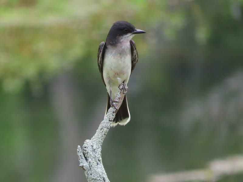 Eastern Kingbird - ML637667212