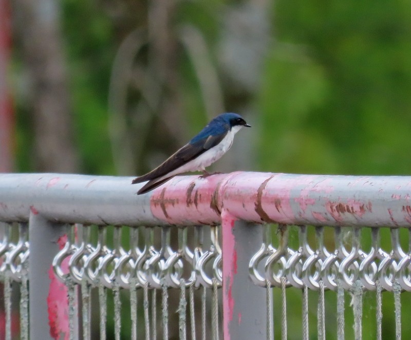 Tree Swallow - ML637667219
