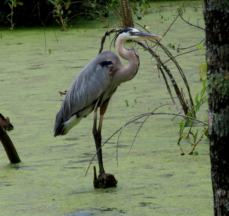Great Blue Heron - ML637667291