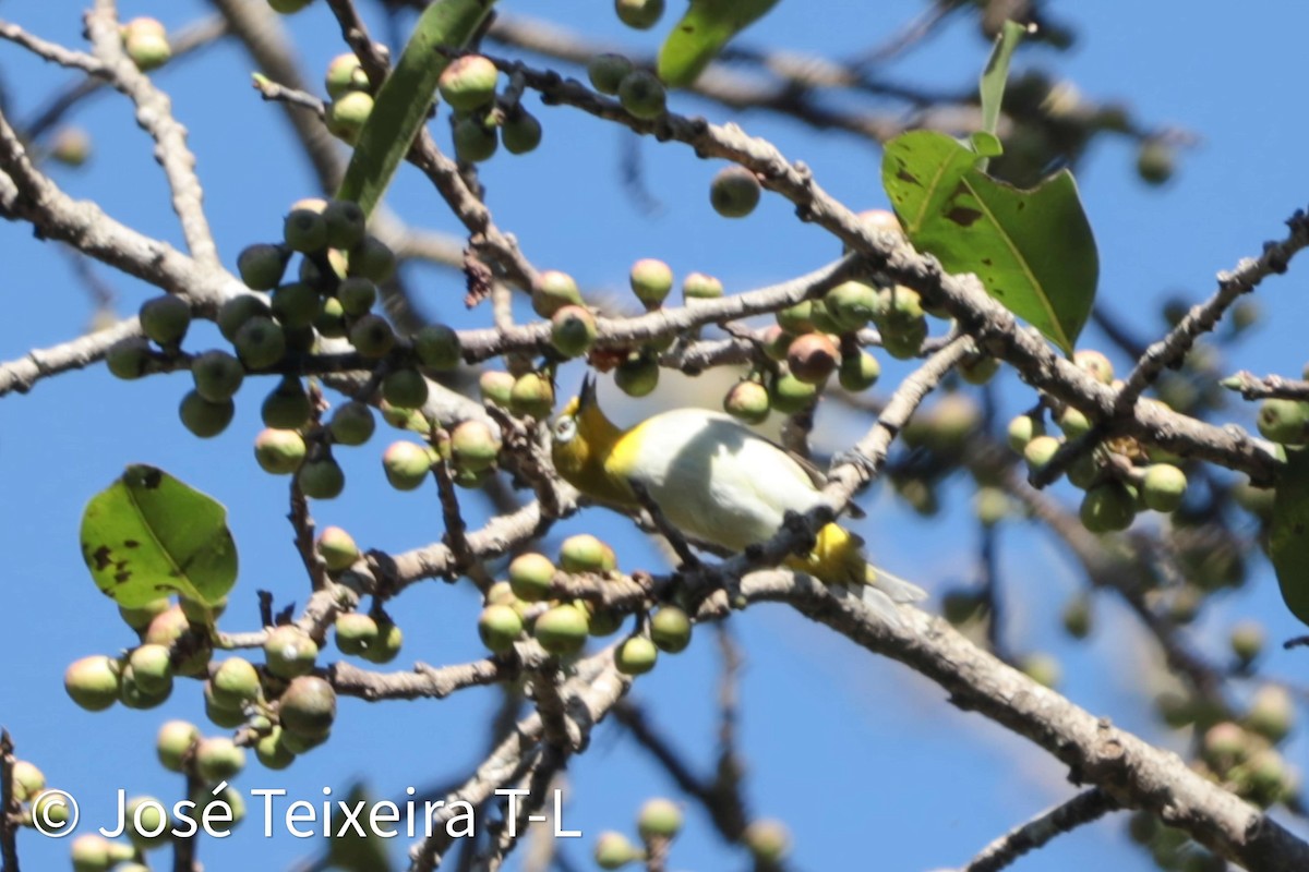 Ashy-bellied White-eye - ML637667318