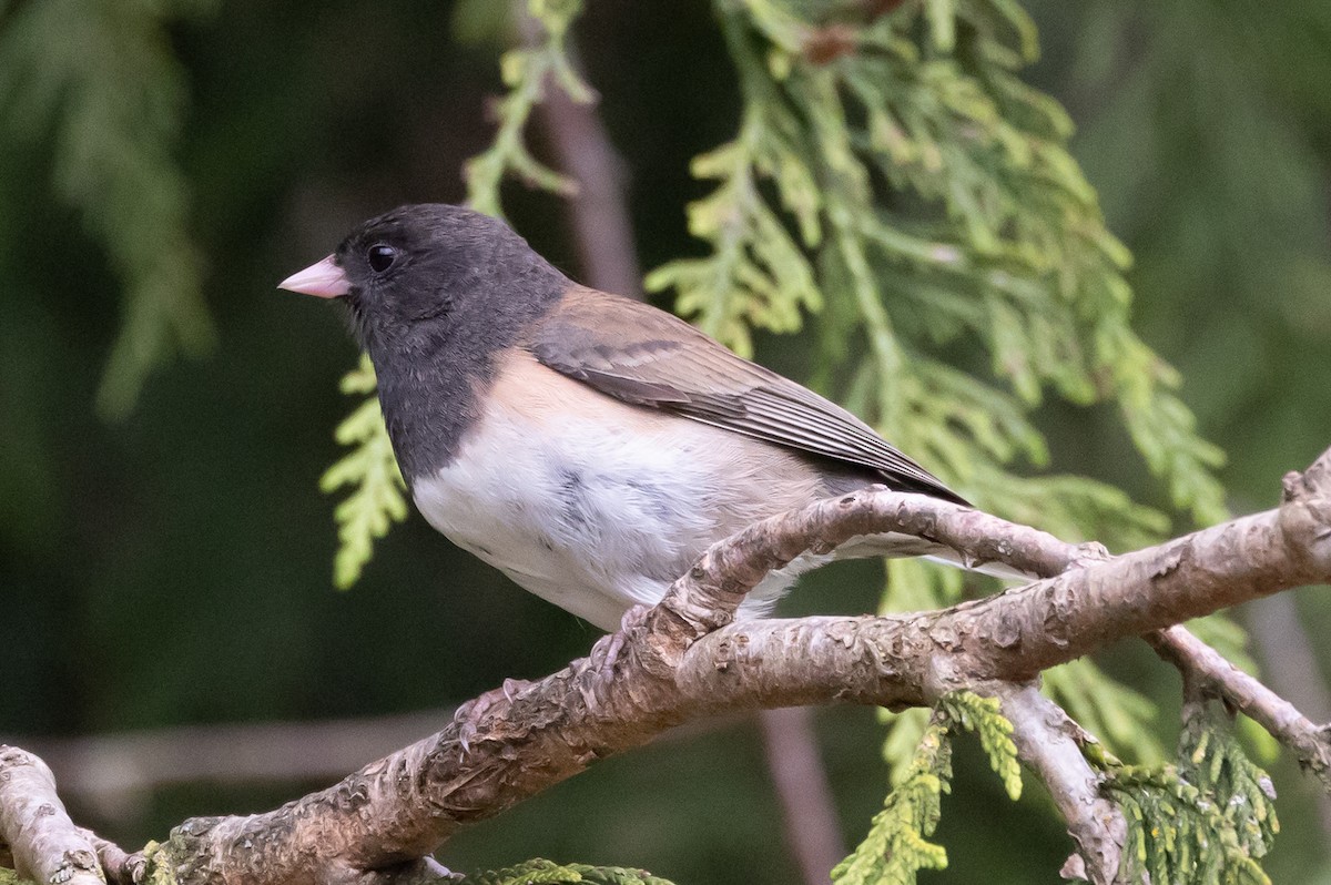 Dark-eyed Junco - ML637667340