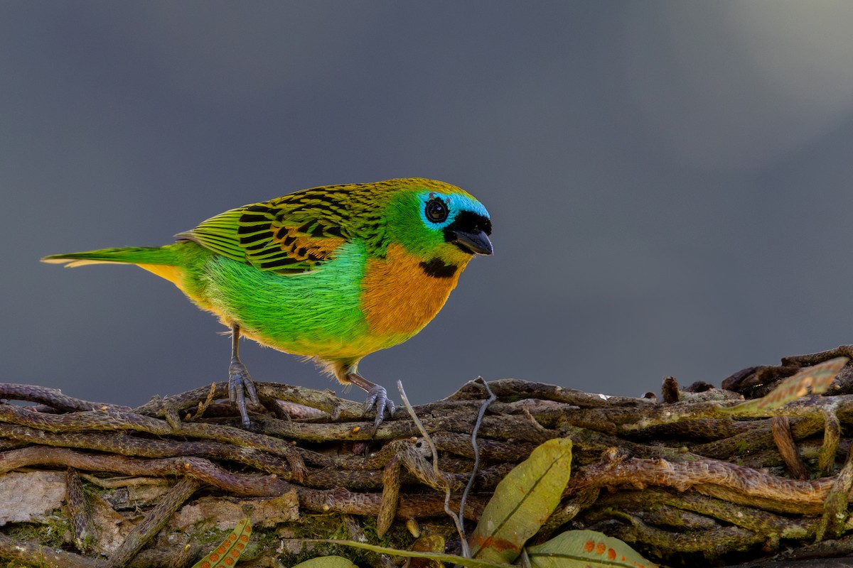 Brassy-breasted Tanager - ML637667384