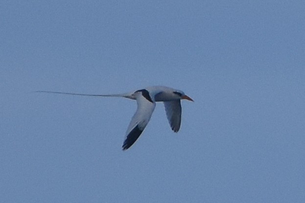 White-tailed Tropicbird - ML637667412