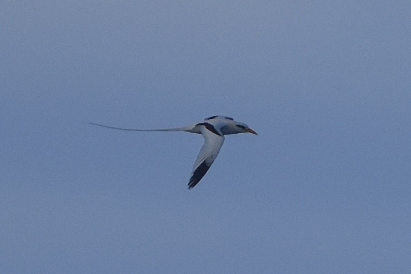 White-tailed Tropicbird - ML637667413