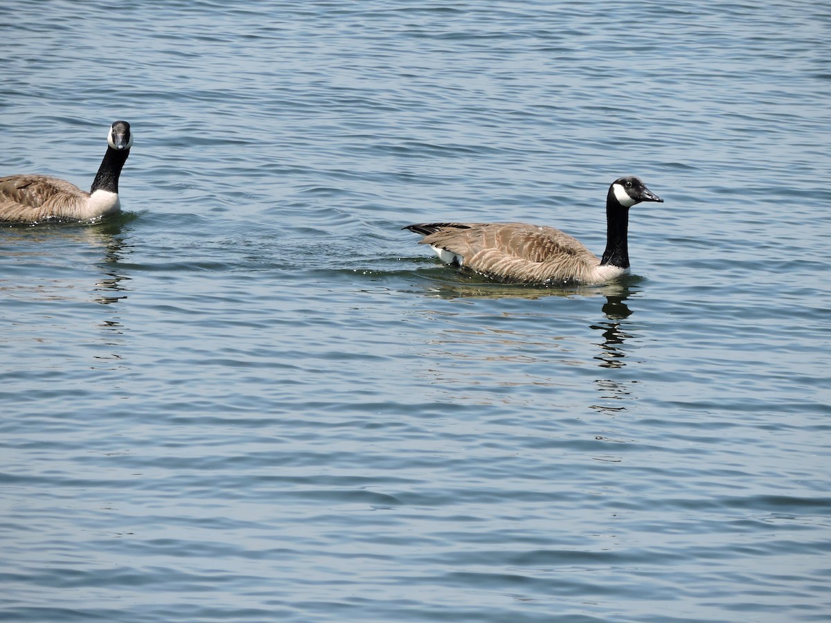 Branta kanadar handia - ML637667440