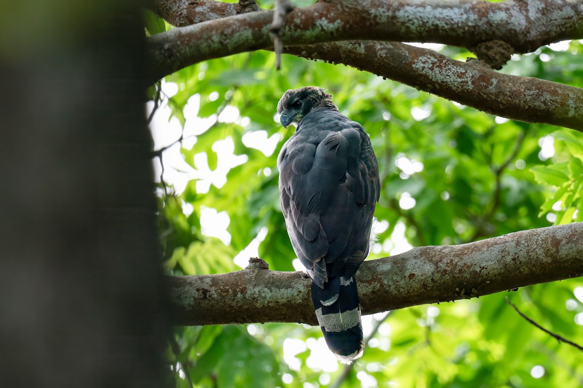 Crested Eagle - ML637667445