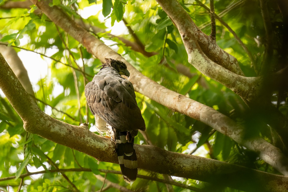 Crested Eagle - ML637667461