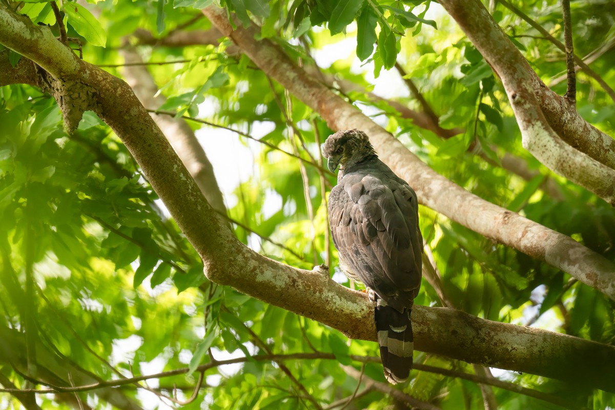 Crested Eagle - ML637667474