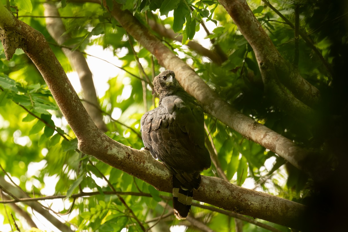 Crested Eagle - ML637667480