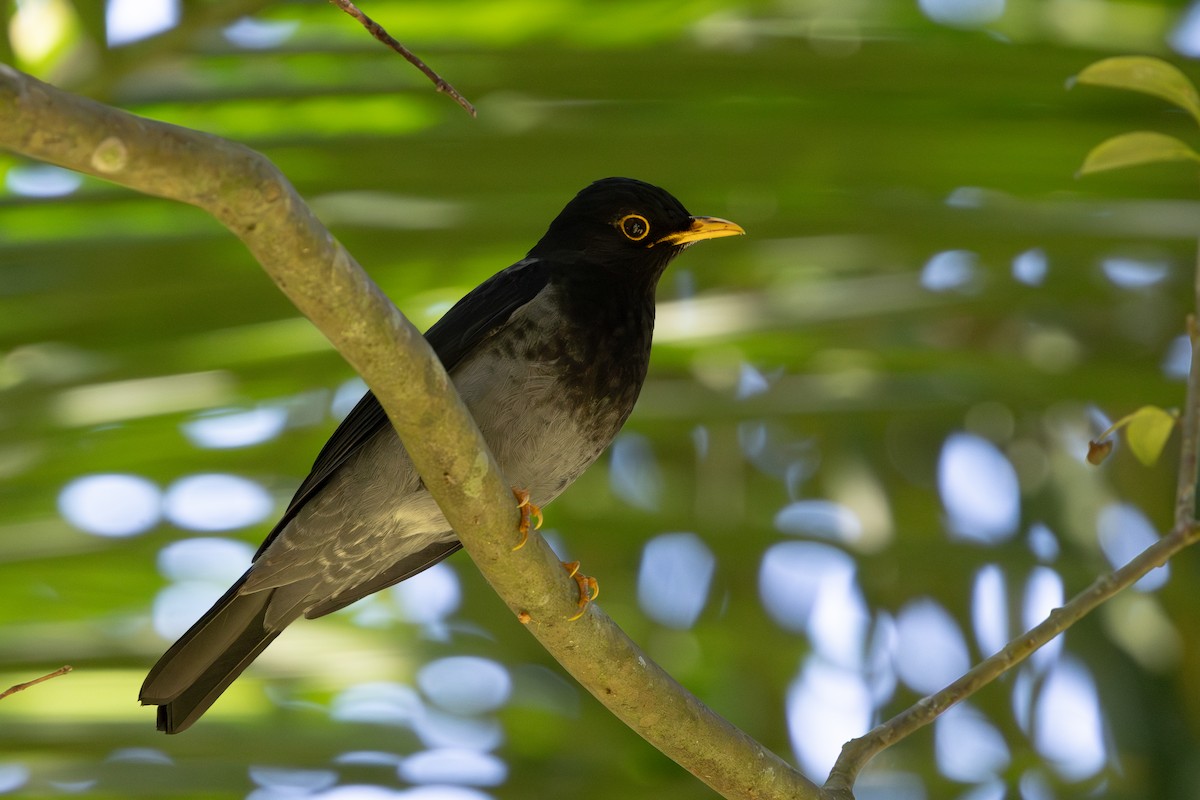 Yellow-legged Thrush - ML637667488