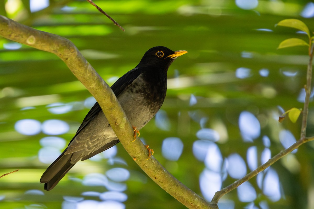 Yellow-legged Thrush - ML637667489