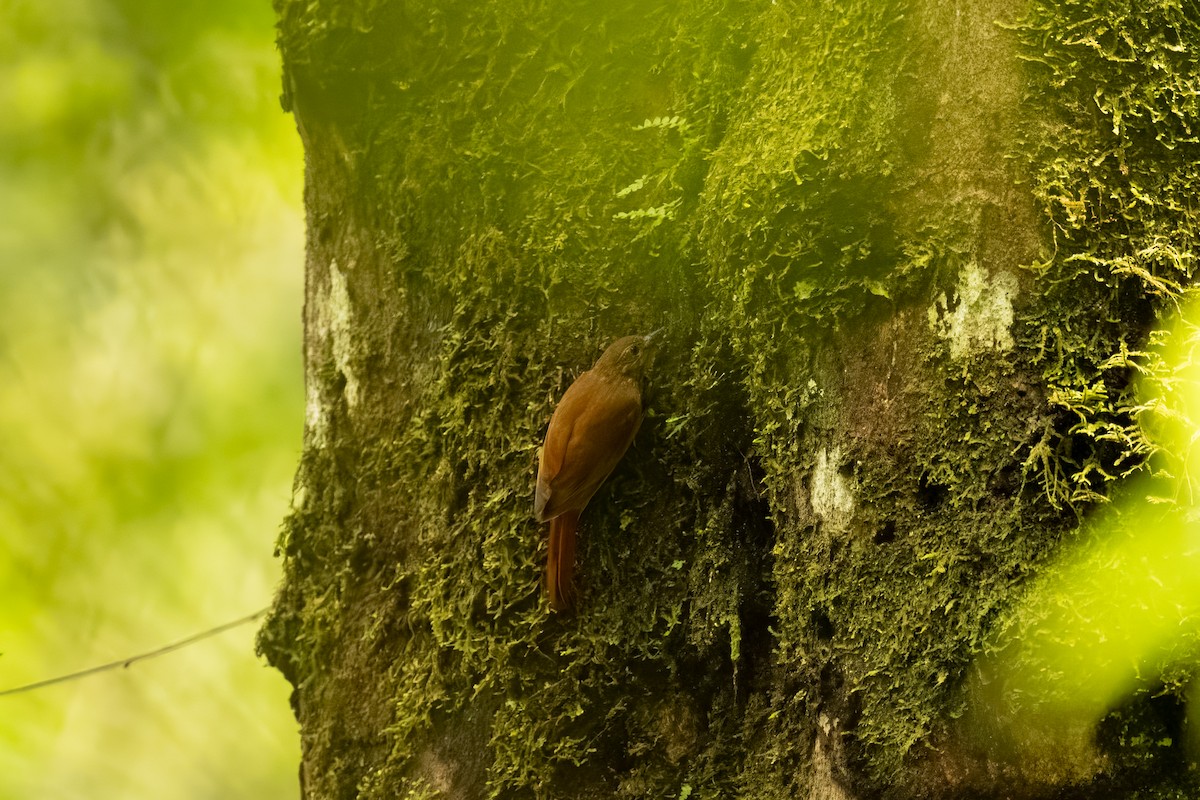 Wedge-billed Woodcreeper - ML637667531