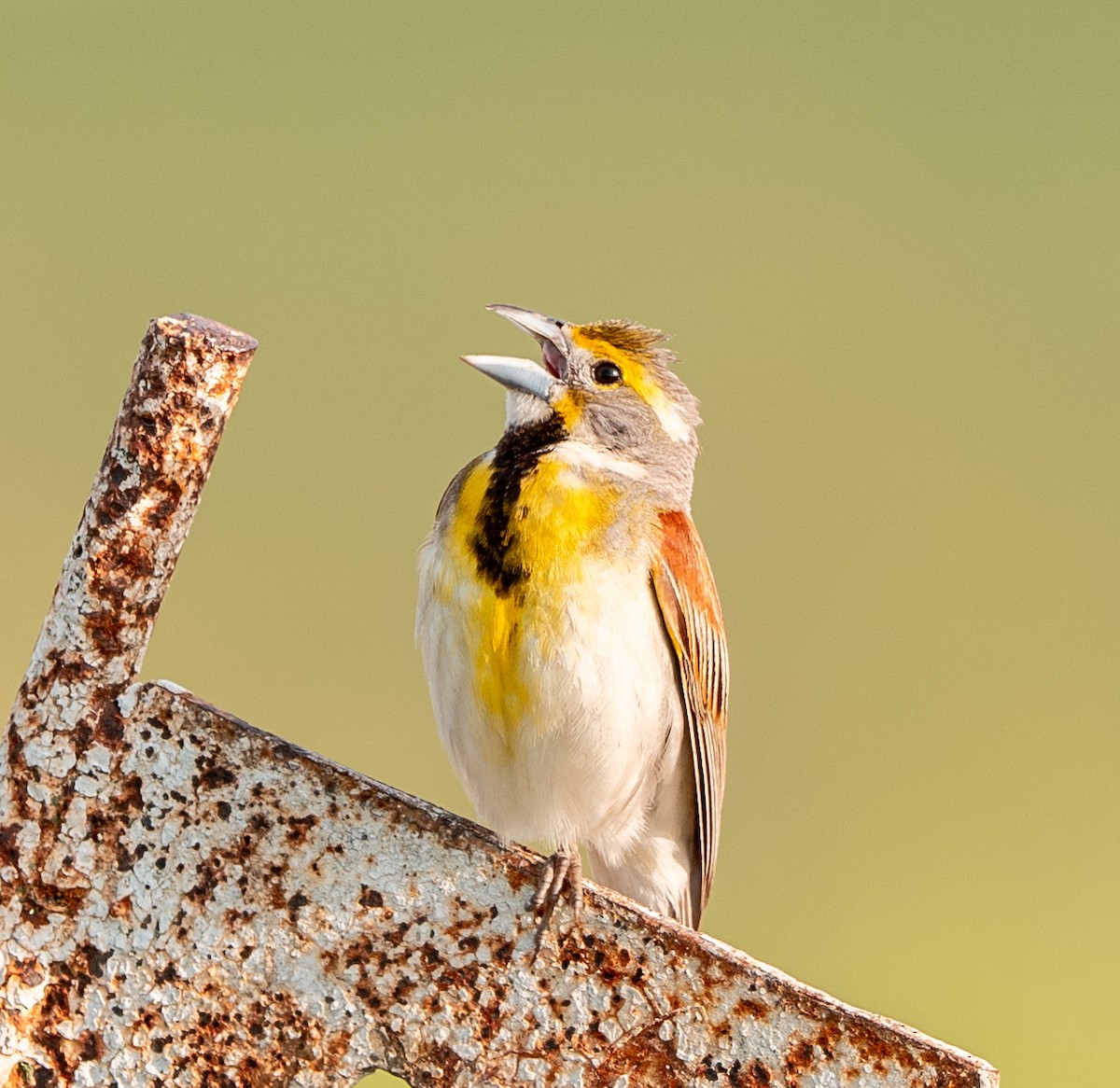 Dickcissel - ML637667539