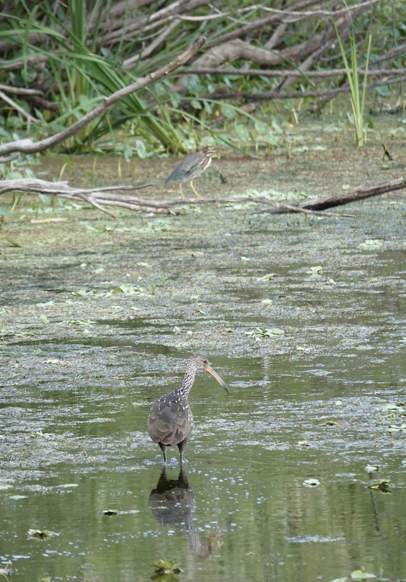 Limpkin - ML637667542