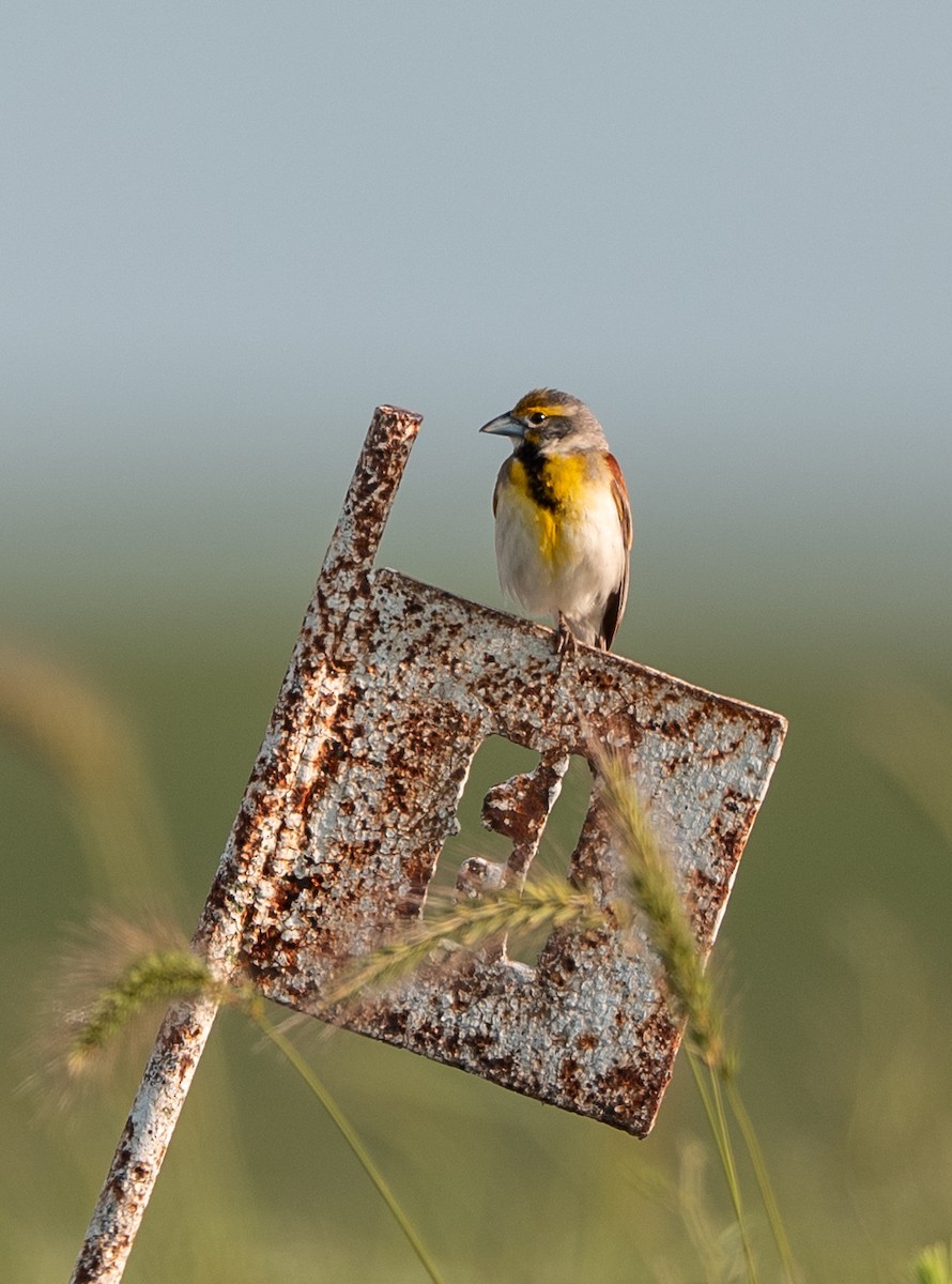 Dickcissel - ML637667548
