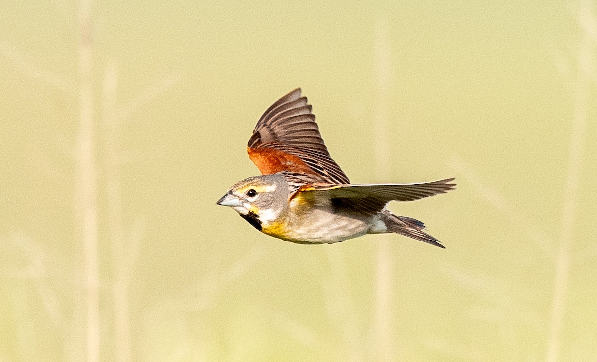 Dickcissel - ML637667549
