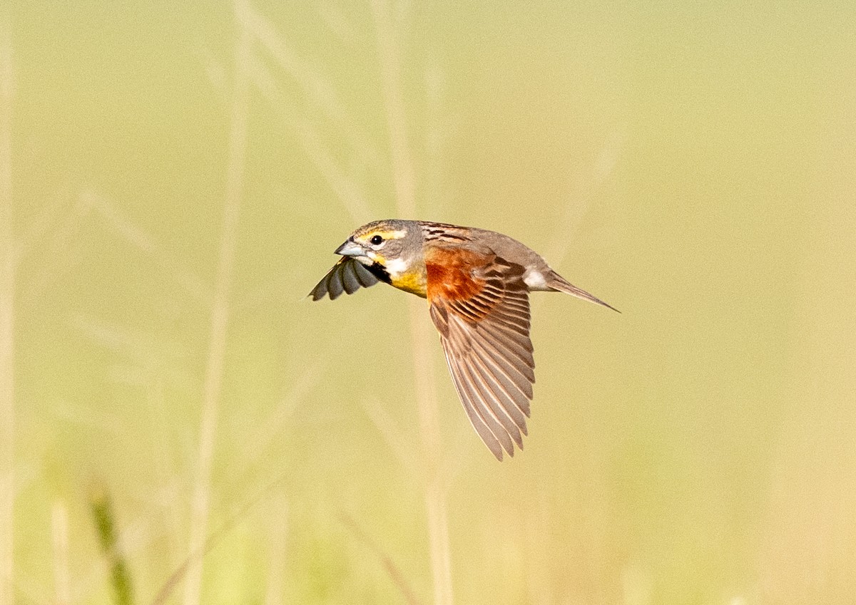 Dickcissel - ML637667553