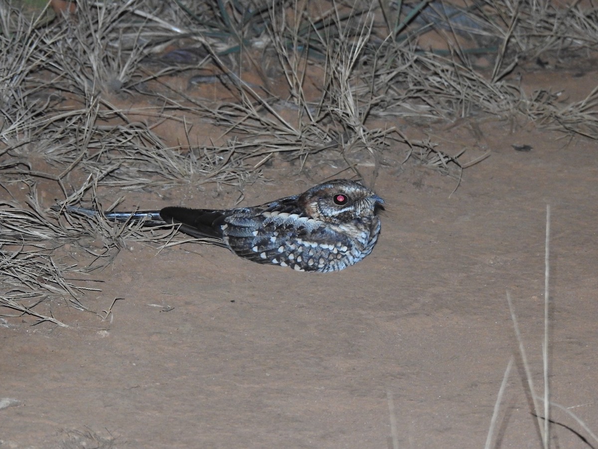 Scissor-tailed Nightjar - ML637667556