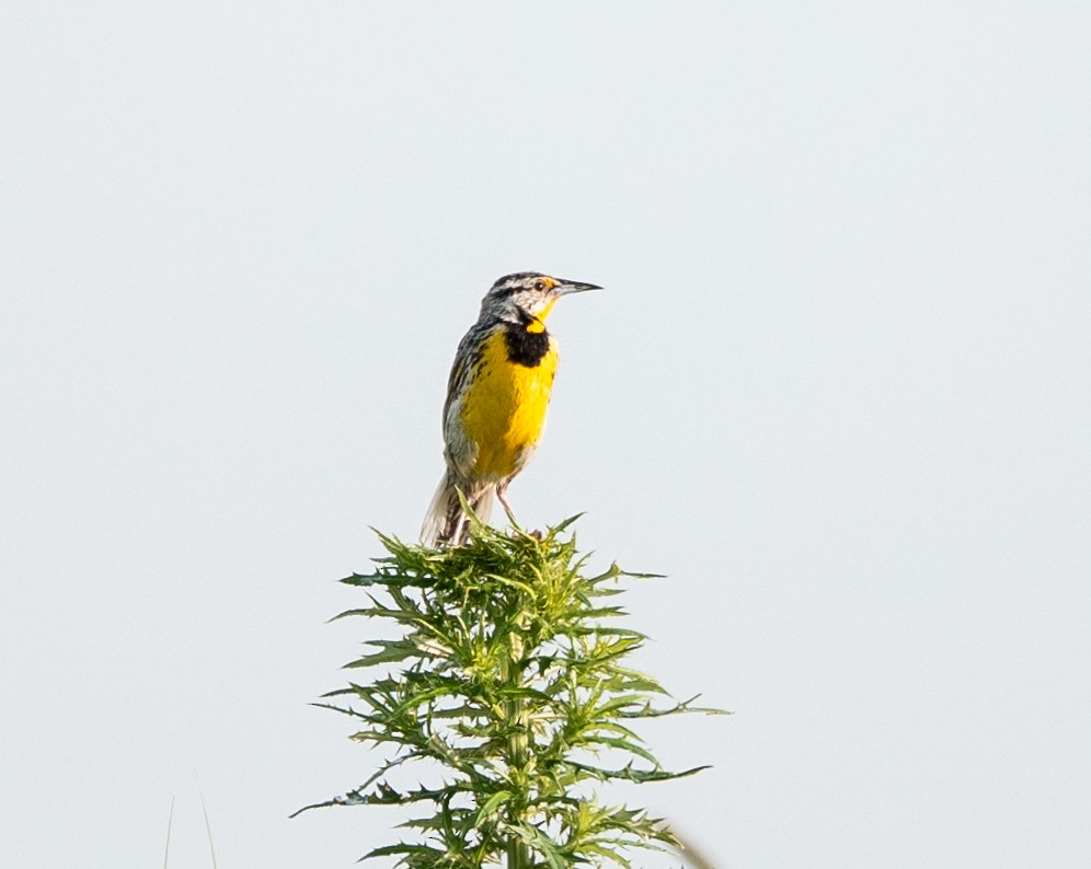 Eastern Meadowlark - ML637667562