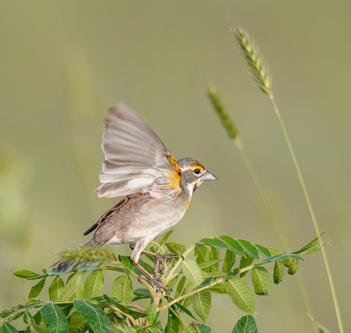 Dickcissel - ML637667569